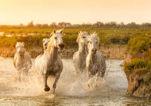 france-rhone-camargue-croisieurope-vignette-lma-shutterstock france-rhone-camargue-croisieurope-vignette-lma-shutterstock